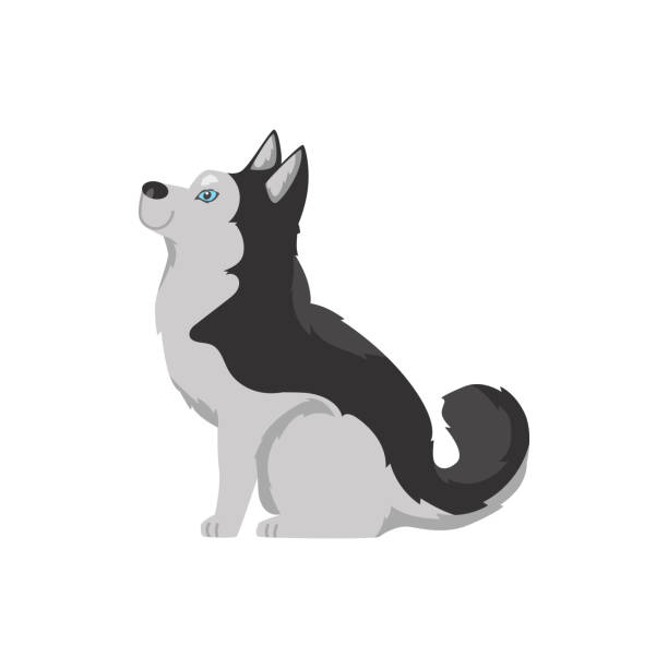 illustrazioni stock, clip art, cartoni animati e icone di tendenza di cane husky siberiano del fumetto con gli occhi azzurri, cane in bianco e nero con lunghe sedute di lana, vista di profilo, illustrazione vettoriale - dog spotted purebred dog kennel