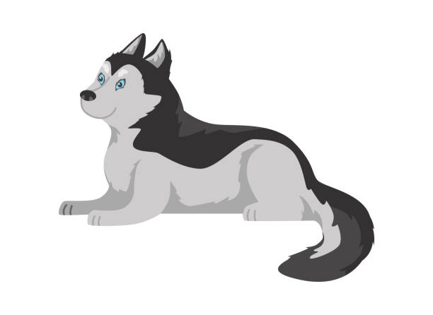 ilustrações de stock, clip art, desenhos animados e ícones de vector isolated illustration of black and white dog with long wool lying, side view, domestic breed pet for arctic areas - dog spotted purebred dog kennel