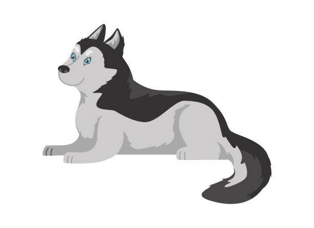 векторная изолированная иллюстрация черно-белой собаки с длинной шерстью, вид сбоку, домашнее домашнее животное для арктических районов - dog spotted purebred dog kennel stock illustrations