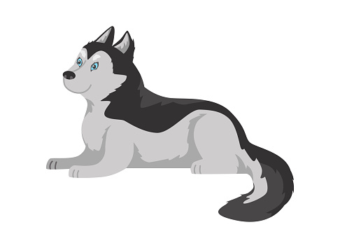 Vector isolated illustration of black and white dog with long wool lying, side view on white background. Cartoon husky dog with blue eyes. Husky domestic breed pet for cold arctic areas