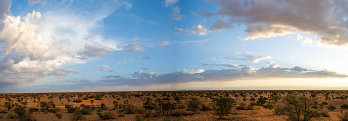 Panoramic view of the Kalahari desert with big puffy clouds
