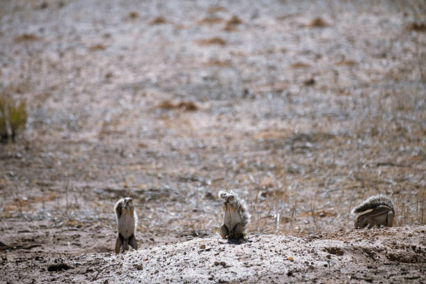 view of a prairie dog in a park