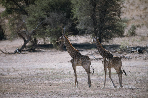 istock Two giraffes walking in ancient riverbed, Kalahari desert 1504178682