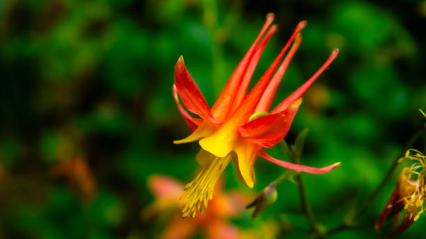 istock Crimson columbine, Aquilegia formosa 1504178697
