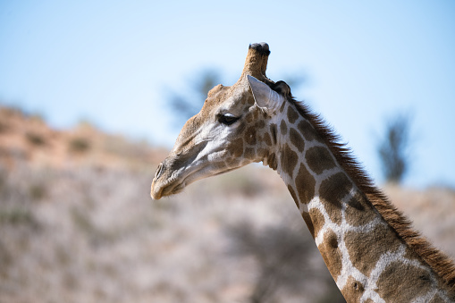 Portrait of giraffe in the wild