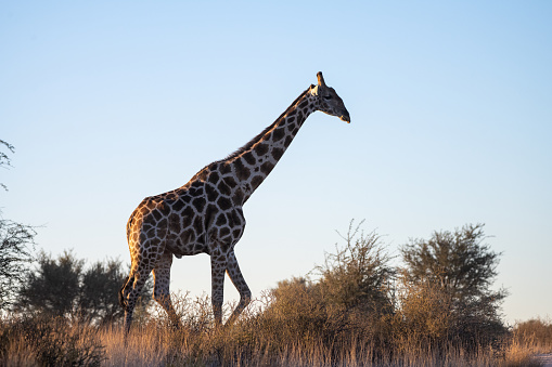 Giraffe walking in the late afternoon across golden grass