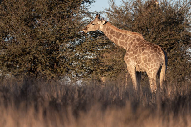 istock Giraffe eating from the thorn tree in the Kalahari desert 1504178751