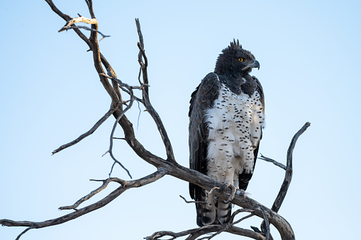 Snake eagle sitting in dead tree in the Kalahari desert