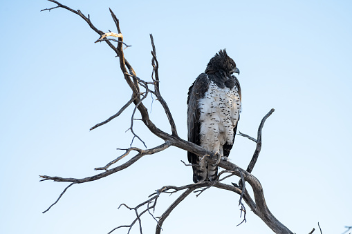 Large Martial eagle perched on dry branch looks out in the early morning