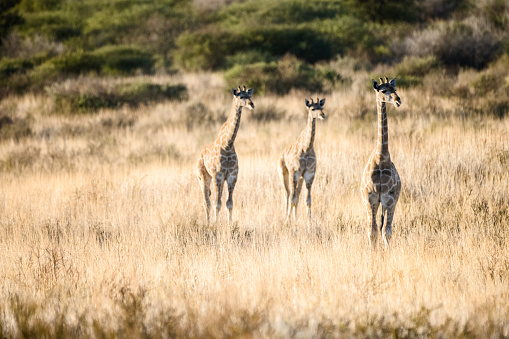 Three young giraffes in the golden savanna grass