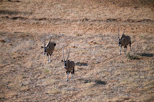 Three Oryx walking through the Kalahari desert