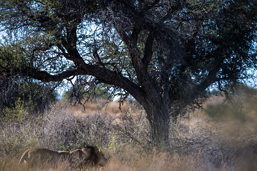 Male lion walking under a acacia tree in the Kalahari desert