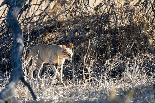 African wild cat walking through dry desert bush