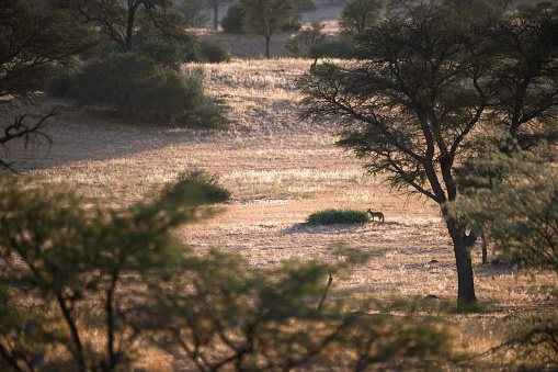 Jackal standing at his den in the Kalahari desert with Acacia trees and golden grass