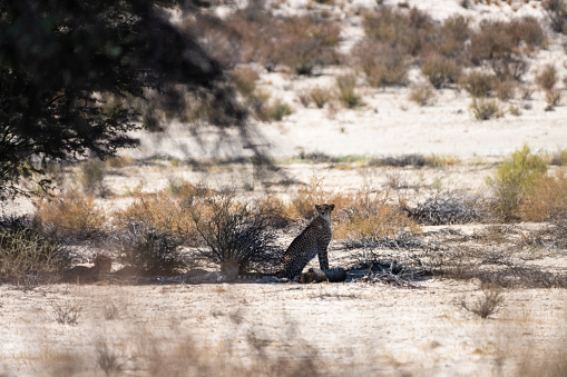 Female cheetah and her three cups in the shade in the Kalahari desert