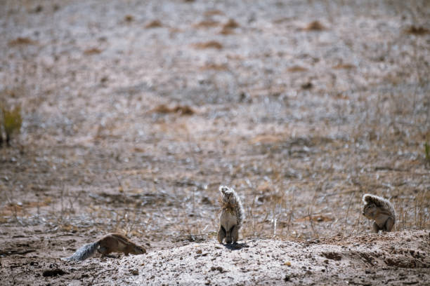 Twee ground squirrels outside their nest