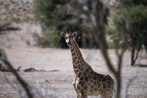 Young giraffe looking at camera in Kalahari desert