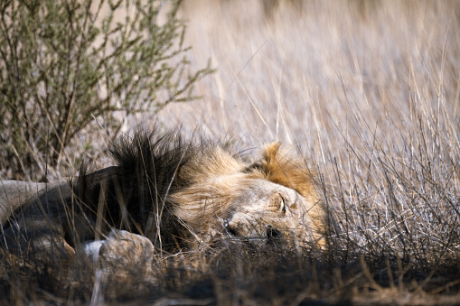 Portrait of sleeping male lion in the golden grass