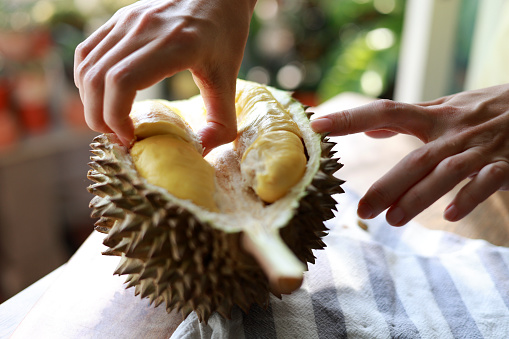 Malaysia is renowned for its durian, a unique and strongly flavored fruit known as the 