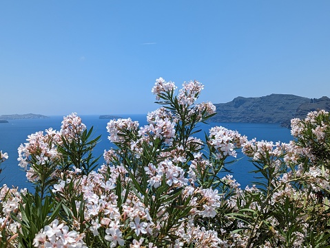 Colorful flowers in front of a view over Seixal coastal village on Madeira island during a beautiful summer day.