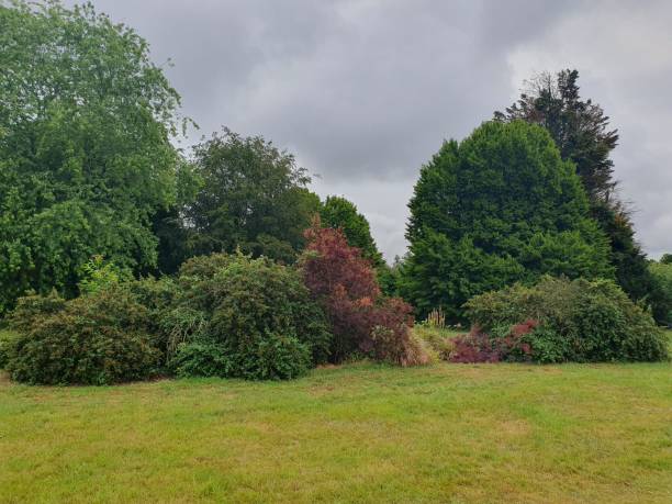 istock A grass field with trees and bushes 1504186939