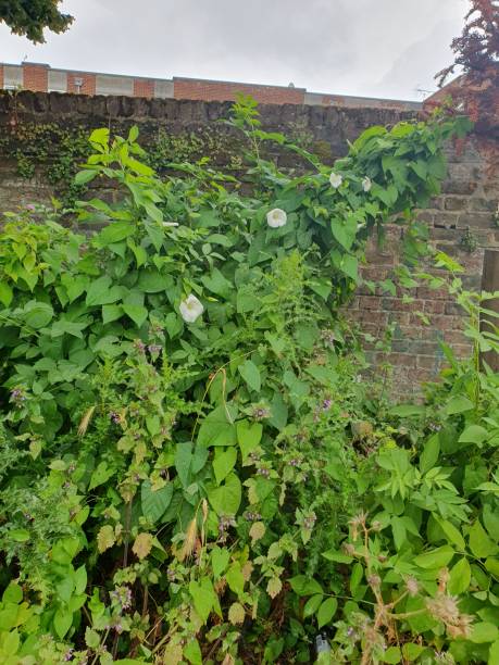 istock A green plants with white colour flower 1504187493