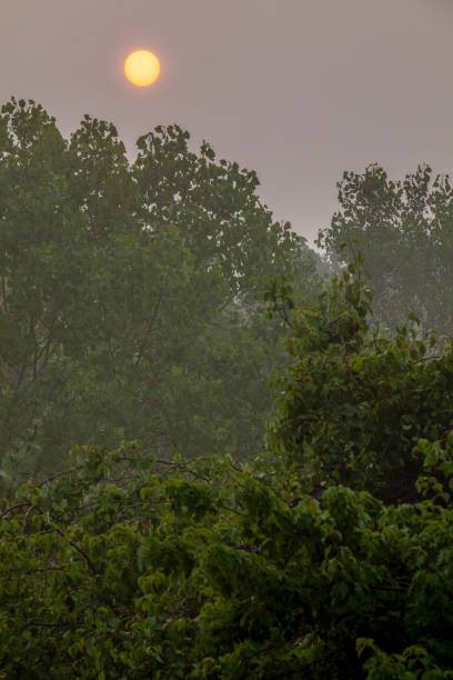 istock Smokey Sunrise Over Trees in Pennsylvania 1504189153