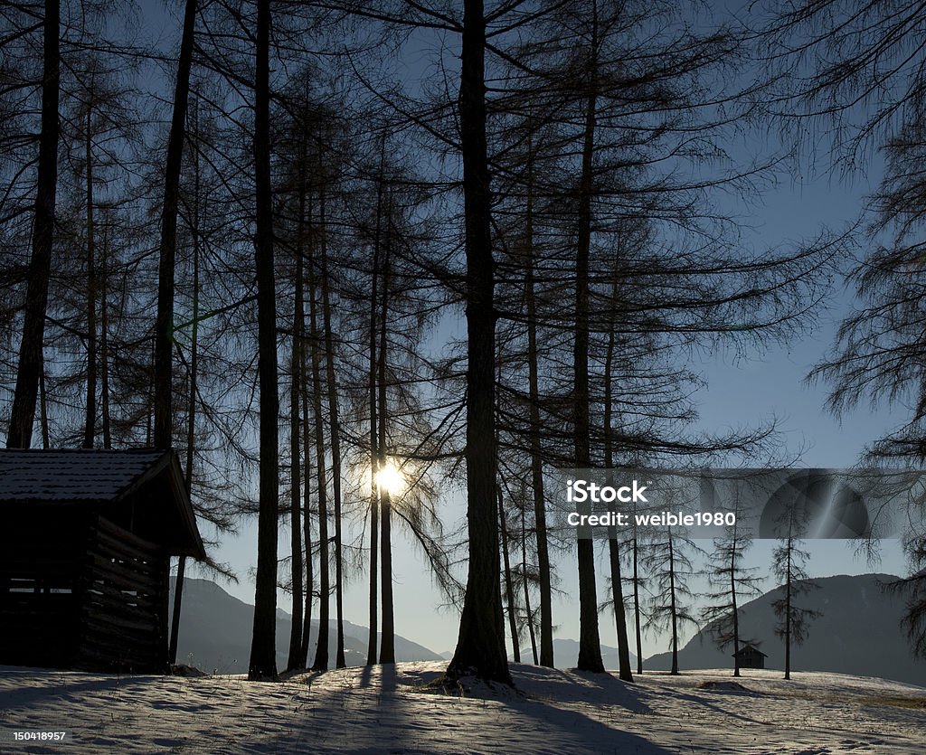 Sonne durch big trees in winter forest mit Schatten - Lizenzfrei Abgeschiedenheit Stock-Foto