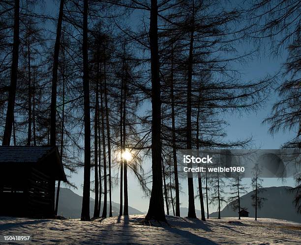 Sonne Durch Big Trees In Winter Forest Mit Schatten Stockfoto und mehr Bilder von Abgeschiedenheit