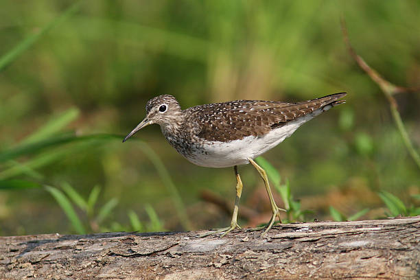 Solitary Sandpiper walking on a fallen log