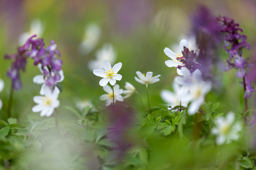 Beautiful white flowers of anemones in spring in a forest close-up in sunlight in nature. Spring forest landscape with flowering primroses.