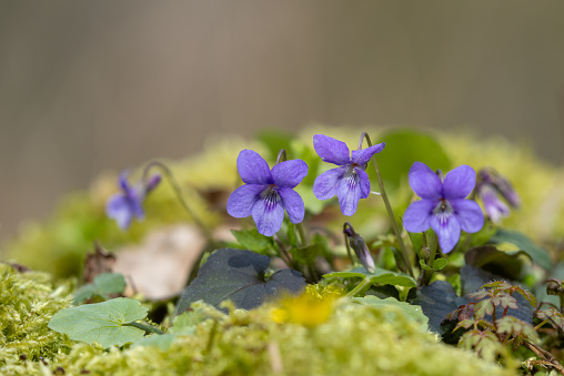 Spring flower background. Sweet violet. Top view of small blue-purple flowers surrounded by green leaves on a sunny day.