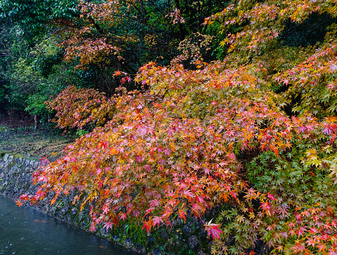 Maple trees at autumn garden in rainy day.