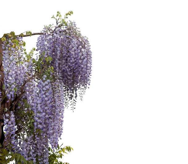 Wisteria flowering branch isolated on white with clipping path included, ideal frame for graphic designs and greeting cards, copy space