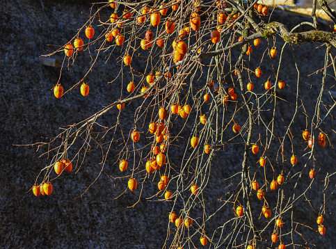 Persimmon tree with fruits at autumn garden in Shirakawa-go, Japan.