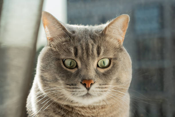 Cute pet. Surprised cat sits on the windowsill with wide open eyes and looks down. Back sunset sunlight.