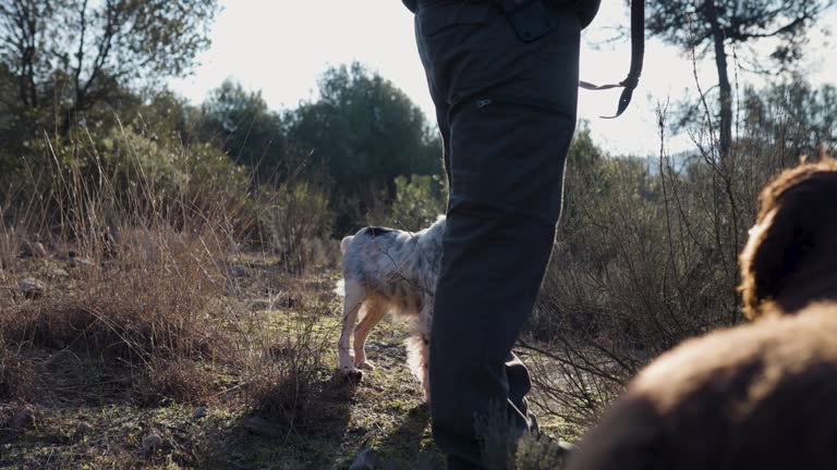 Dog following a track sniffing while hunting with its owner.