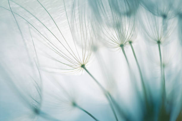 istock Big white dandelion in a forest at sunset. Abstract nature background 1504204481