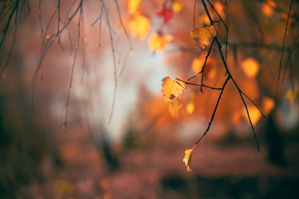 Yellow leaves on the tree in autumn forest at sunset. Seelctive focus. Beautiful autumn background