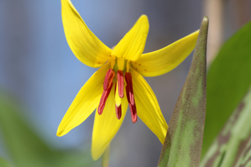 Honey bee Pollinating Trout Lily (Erythronium americanum) with blue sky in background - Ontario, Canada