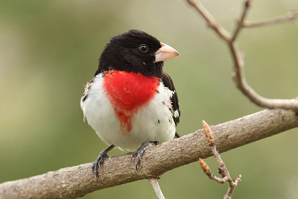istock Male Rose-breasted Grosbeak 150420797