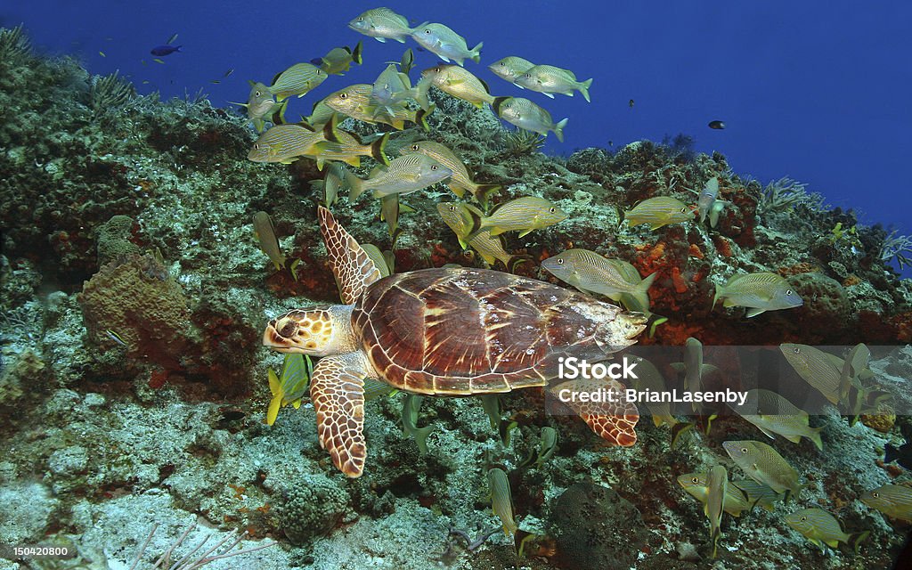 Echte Karettschildkröte und der School of Fish-Cozumel, Mexiko - Lizenzfrei Cozumel Stock-Foto