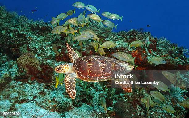 Echte Karettschildkröte Und Der School Of Fishcozumel Mexiko Stockfoto und mehr Bilder von Cozumel