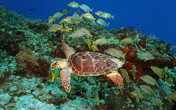 Hawksbill Turtle and School of Fish - Cozumel, Mexico Hawksbill Turtle (Eretmochelys imbriocota) and schol of grunts over a coral reef in Cozumel Mexico cozumel photos stock pictures, royalty-free photos & images