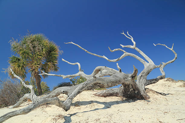 palm, verwitterten stamm und sand dune-insel cumberland island - sand dune cumberland island beach sand stock-fotos und bilder