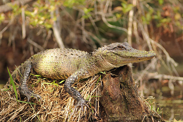 Alligator on Tree Stump - Okefenokee Swamp, Georgia