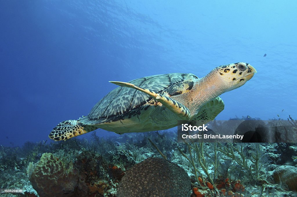 Hawksbill Turtle (Eretmochelys imbricata) swimming - Cozumel, Mexico Hawksbill Turtle (Eretmochelys imbricata) swimming over a coral reef in the Gulf of Mexico - Cozumel, Mexico Cozumel Stock Photo