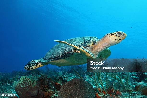 Hawksbill Turtle Swimming Cozumel Mexico Stock Photo - Download Image Now