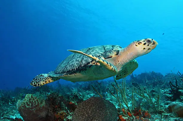 Hawksbill Turtle (Eretmochelys imbricata) swimming over a coral reef in the Gulf of Mexico - Cozumel, Mexico