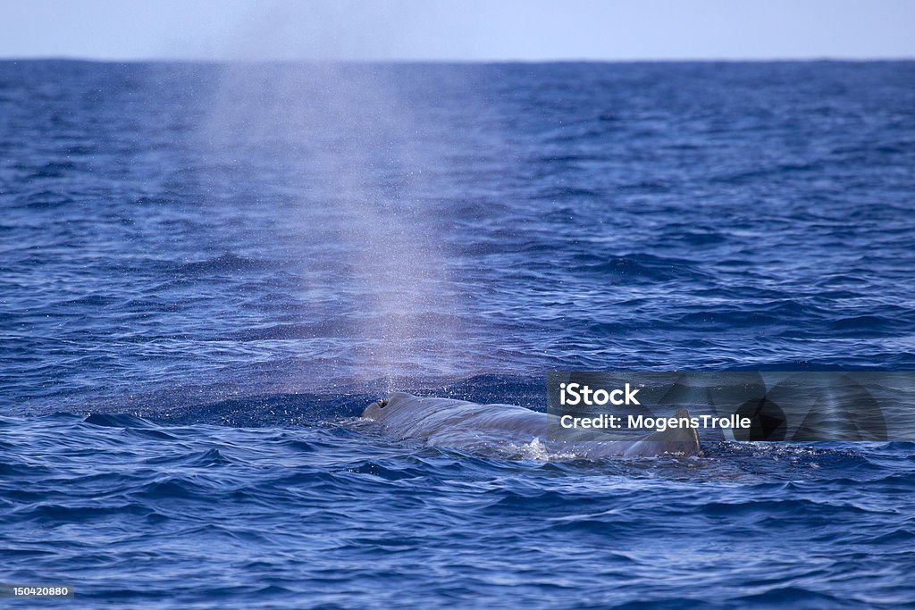 Cachalot blow - Photo de Cachalot libre de droits